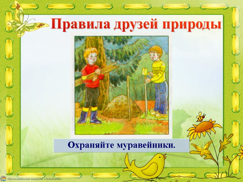 Правила друзей природы Охраняйте муравейники.